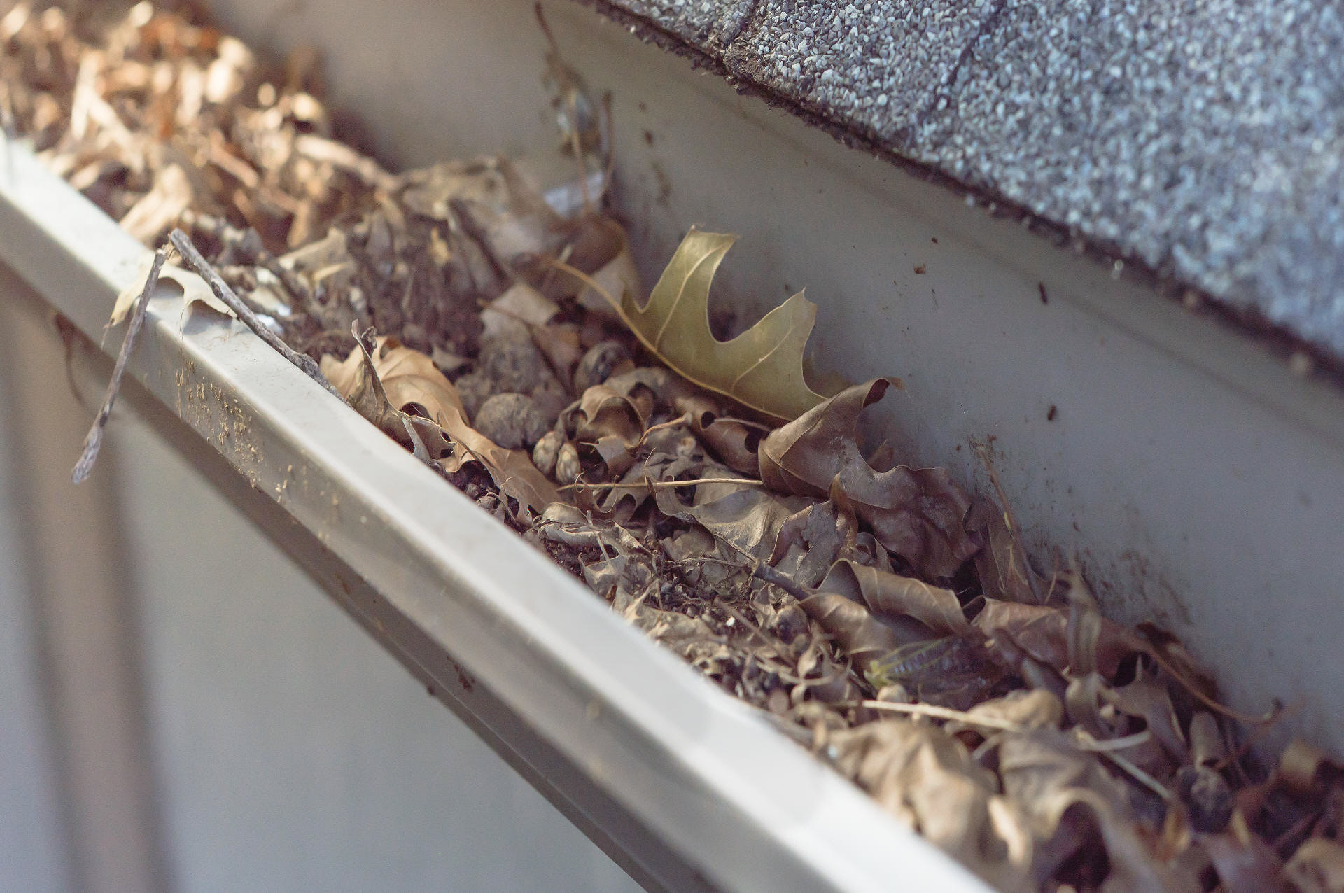 Photo of Gutter blocked with large leaves and debris ready for Vacuum Gutter Cleaning